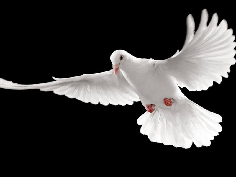 White Dove in Flight — Serene, Photograph, Wings