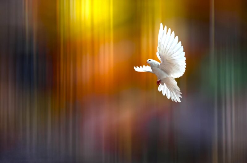 White Dove in Flight — Yellow