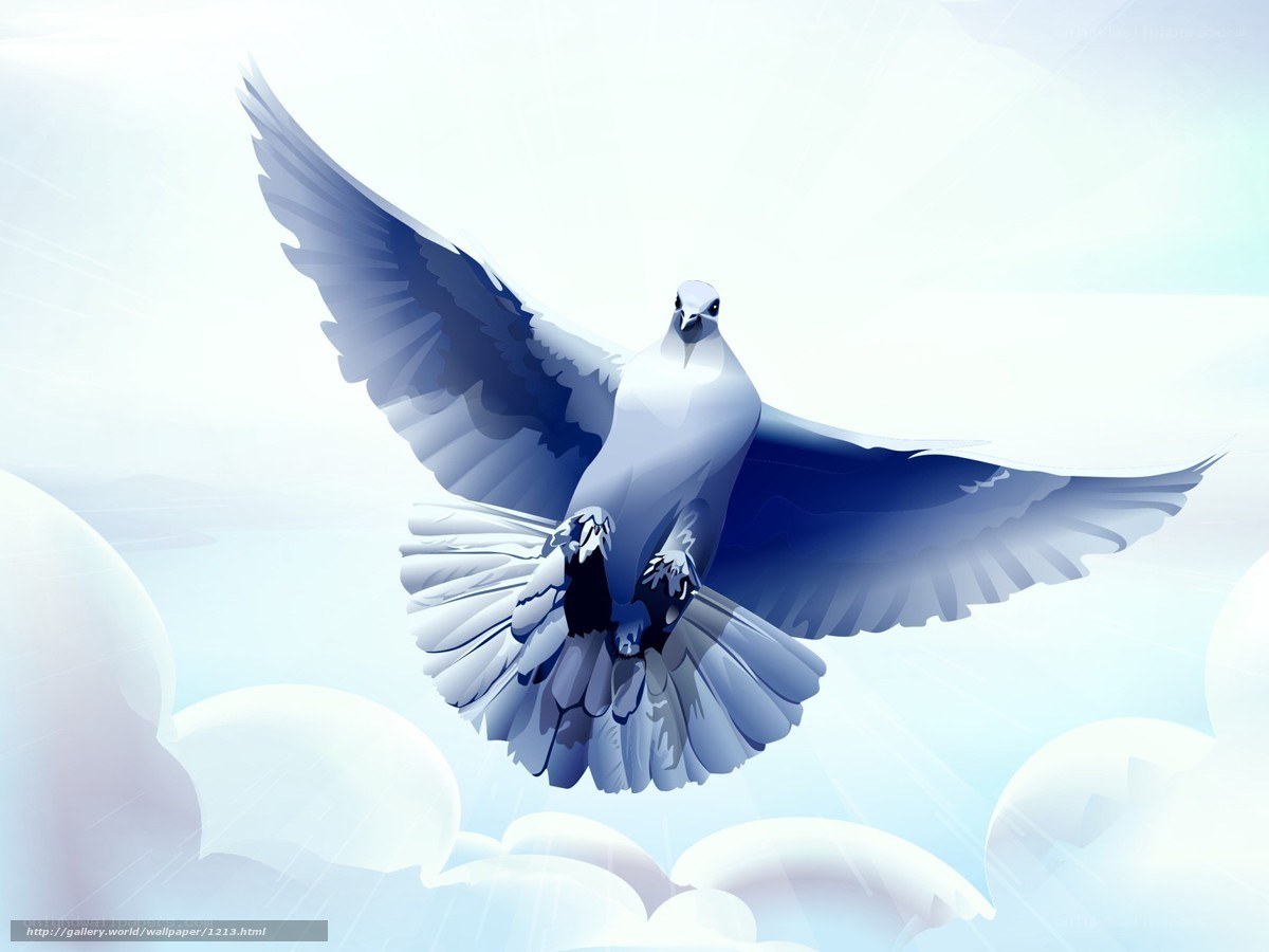 white dove in flight