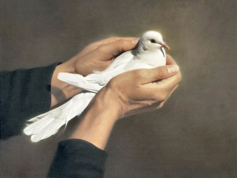 White Dove in Hands