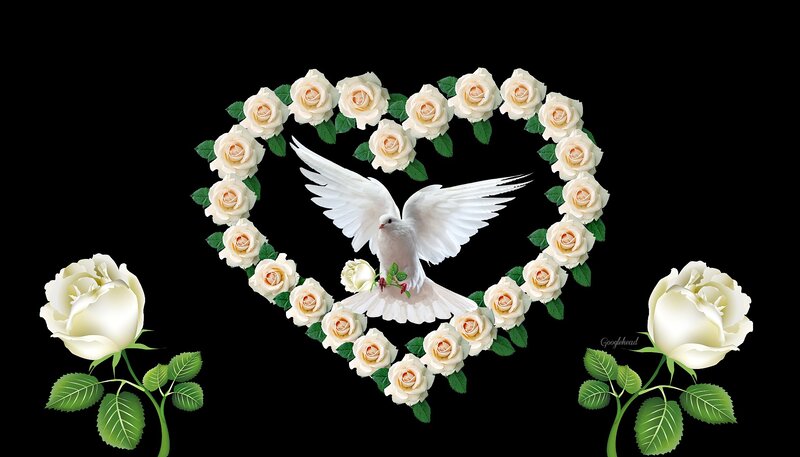 White Dove in Heart — Black