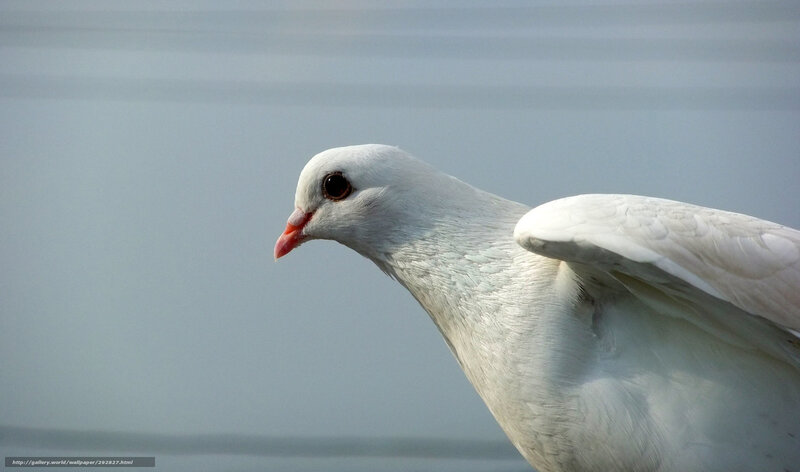 White Dove in Profile — Calm, Photograph