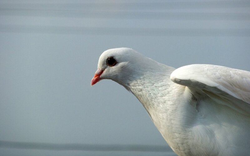 White Dove in Profile — Calm