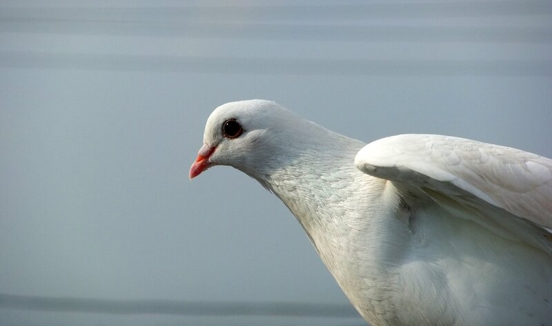 white dove in profile