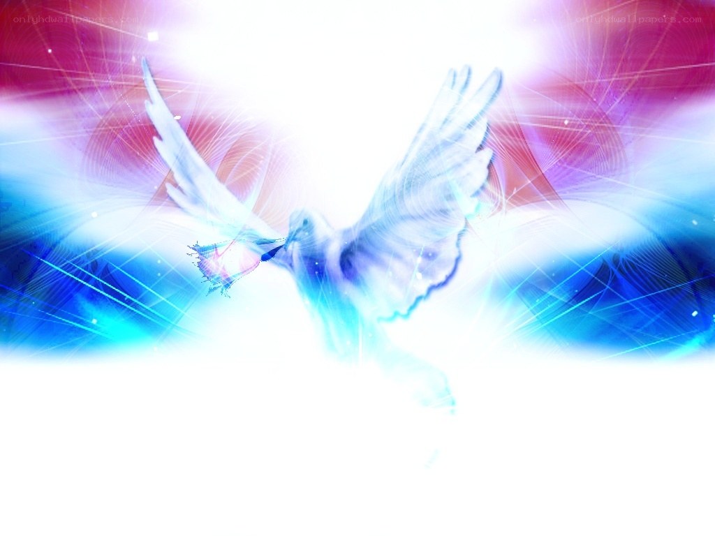 white dove in radiant light