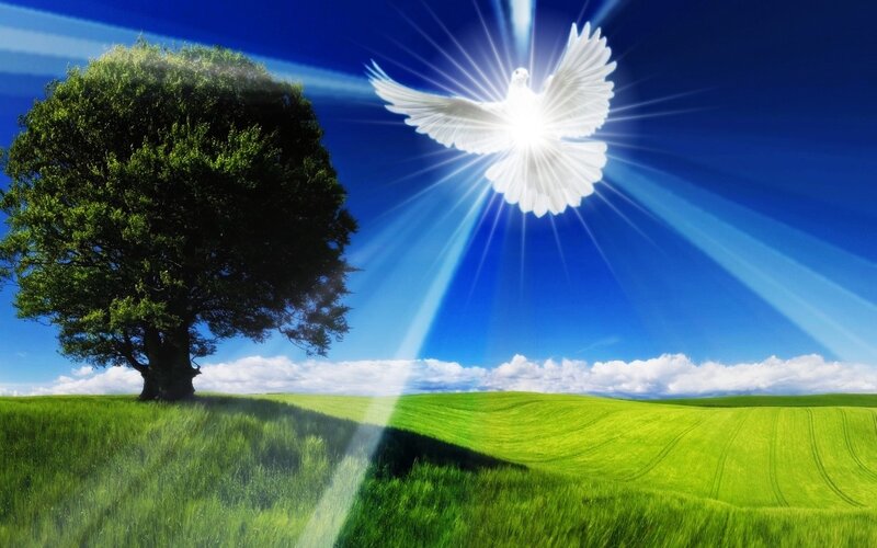 White Dove in Sky — Blue, Serene, Afternoon
