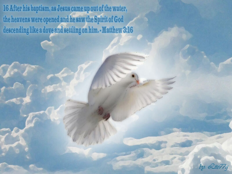 White Dove in Sky — Blue, Serene