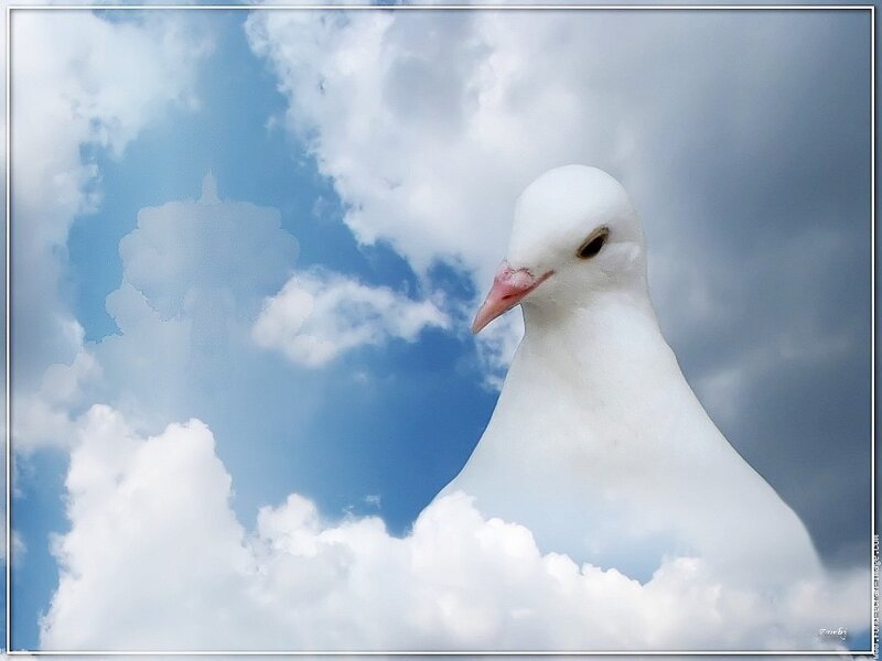 White Dove in Sky