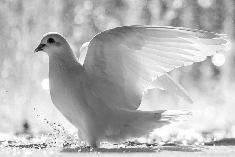 White Dove in Water — Black, Serene