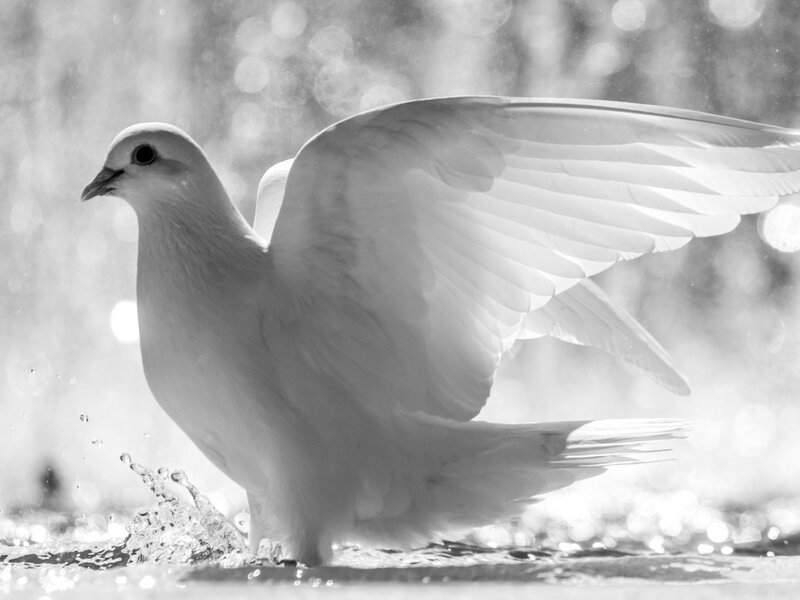 White Dove in Water — Black