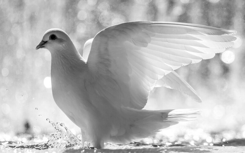 white dove in water