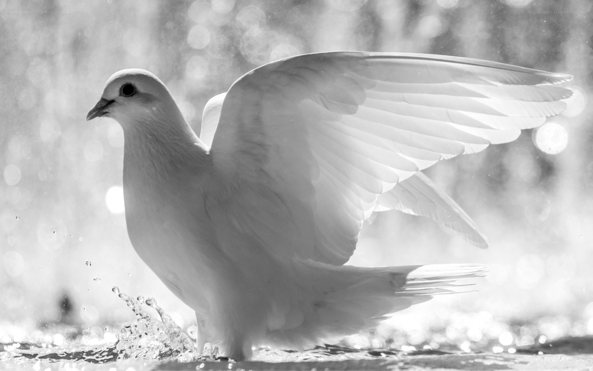 white dove in water