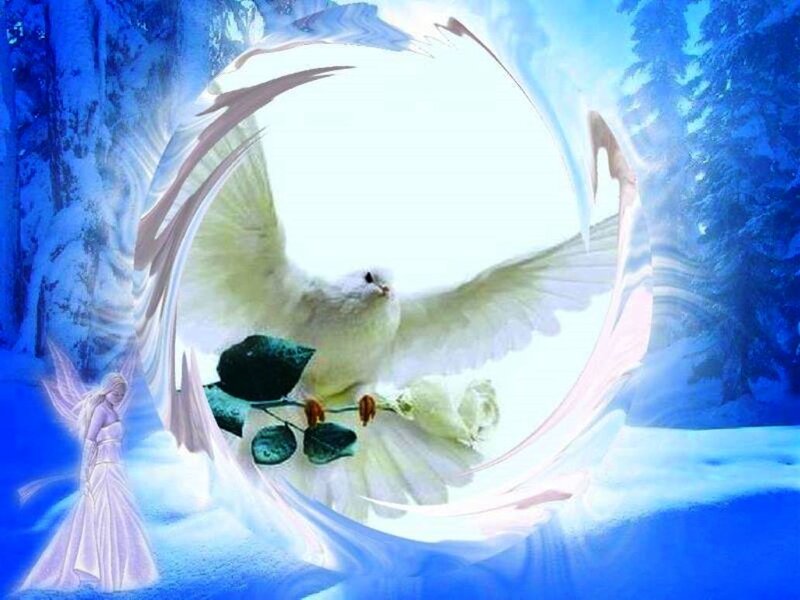 White Dove in Winter
