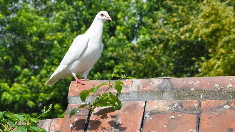white dove on a roof