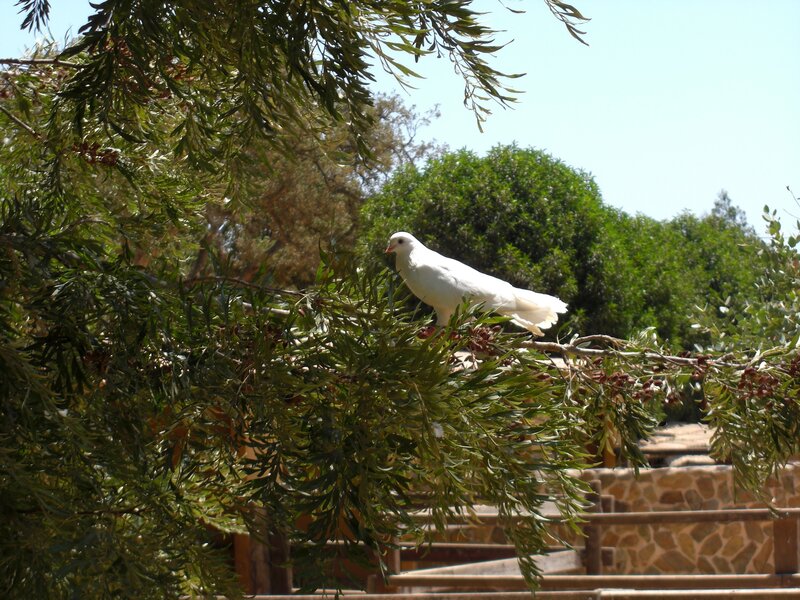 White dove on a tree branch