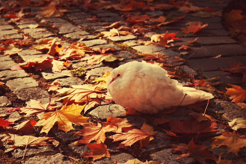 White dove on autumn leaves
