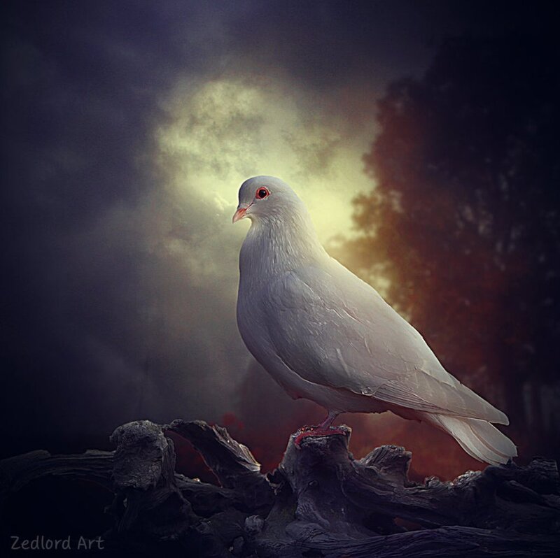 White Dove on Branch — Dramatic