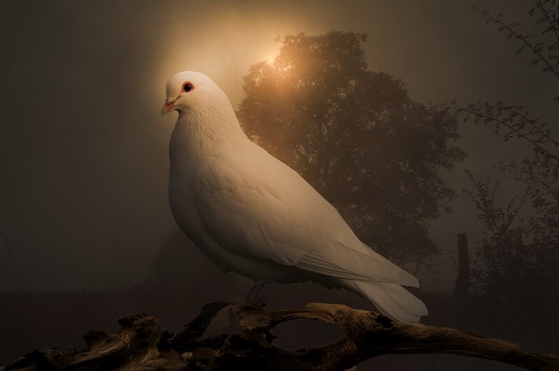 White Dove on Branch — Serene