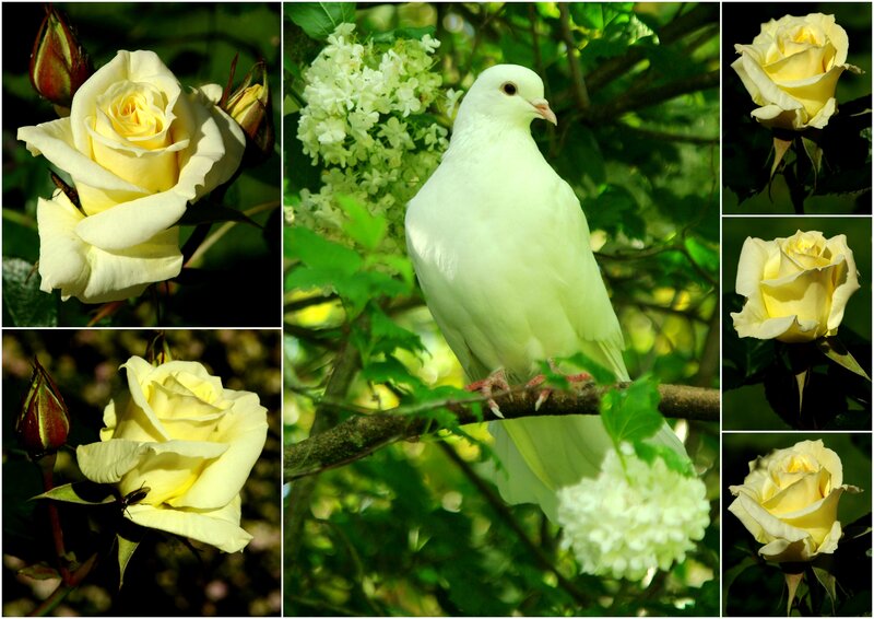 White Dove on Branch
