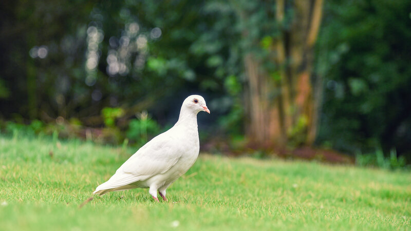 White Dove on Grass