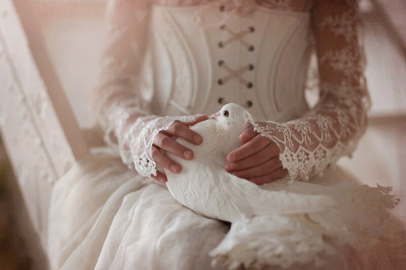 White Dove on Lap