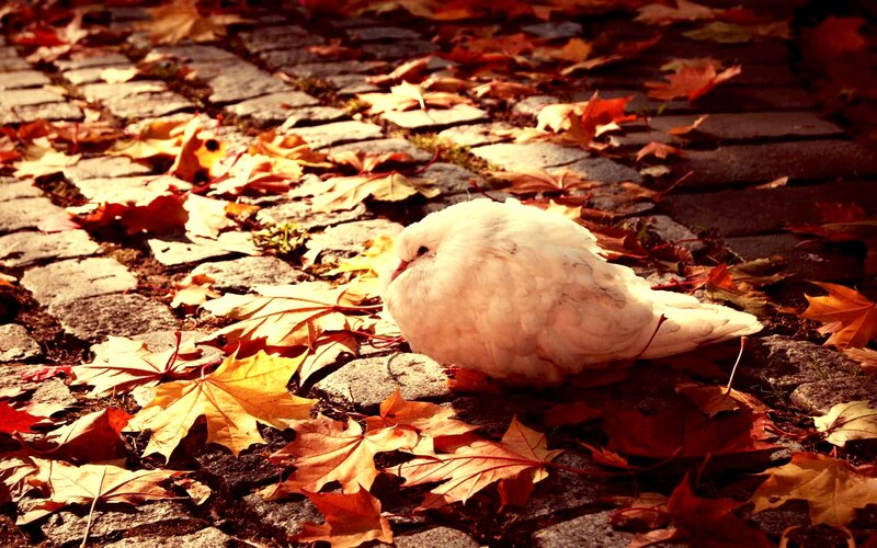 White Dove on Leaves