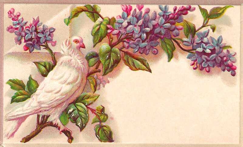 White Dove on Lilac Branch