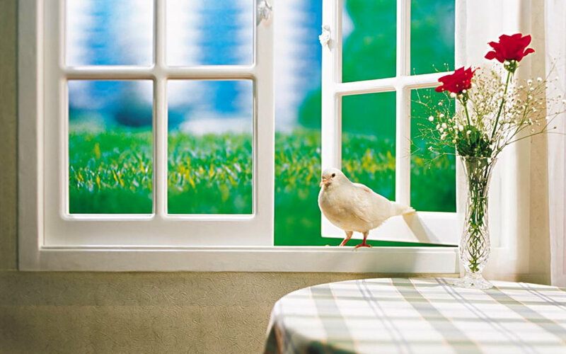 White Dove on Windowsill