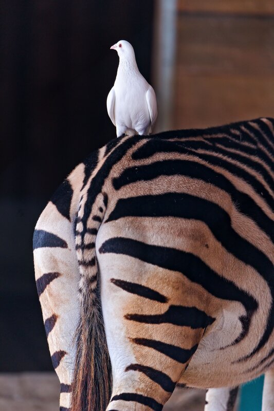 White Dove on Zebra — Black
