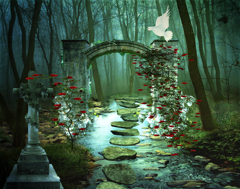 White Dove over Arch