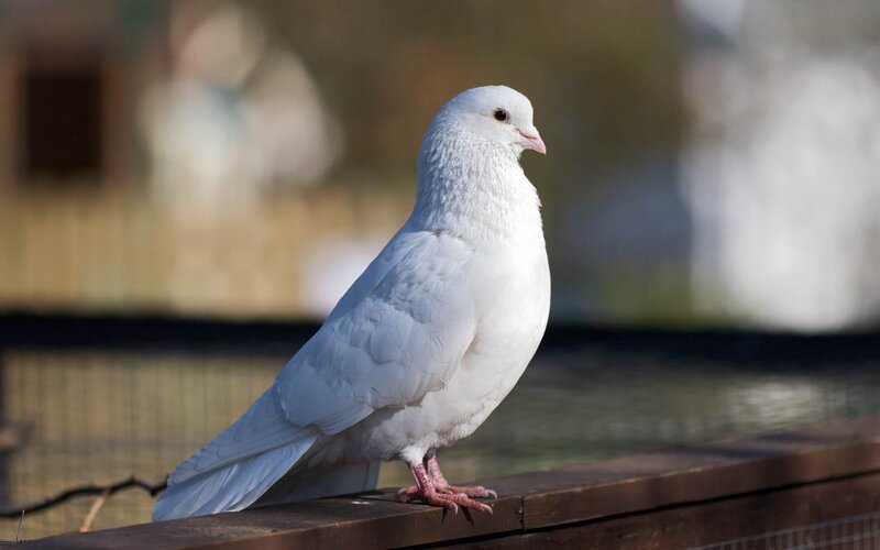 White Dove Perched — Calm
