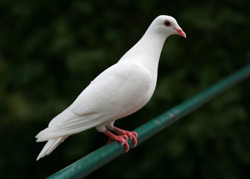 white dove perched on rail