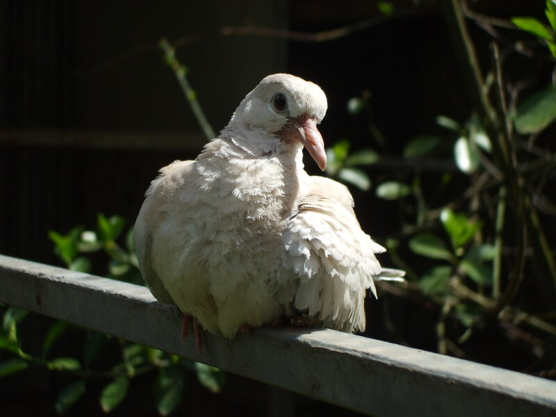 White Dove Perched