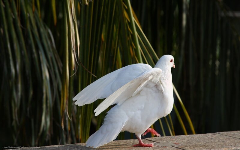 White Dove Standing — Calm, Afternoon, Photograph