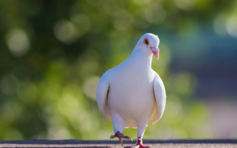 White Dove Standing — Calm, Afternoon