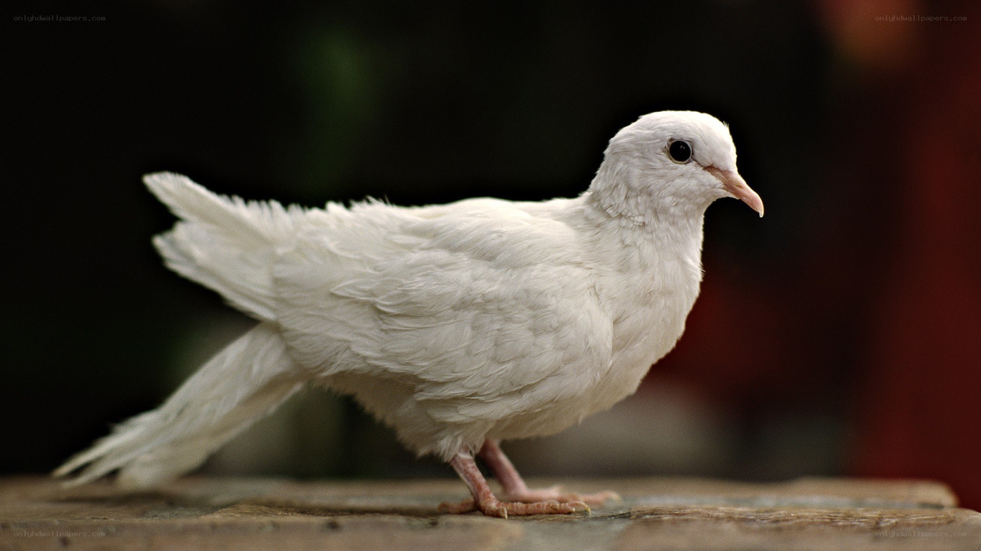white dove standing on wood