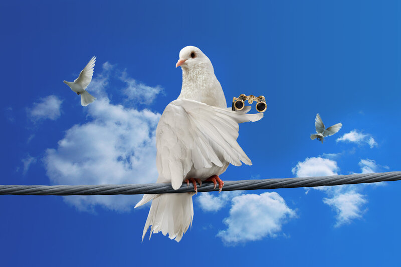 White Dove with Binoculars