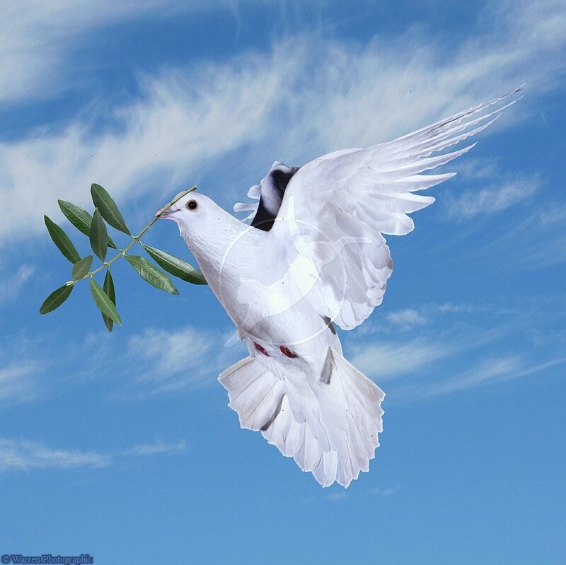 White Dove with Olive Branch — Blue, Serene, Afternoon
