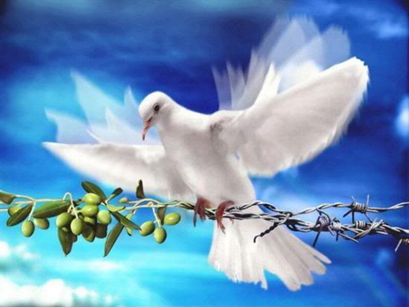 White dove with olive branch