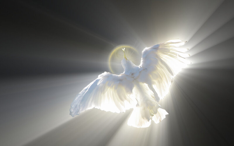 white dove with radiant light