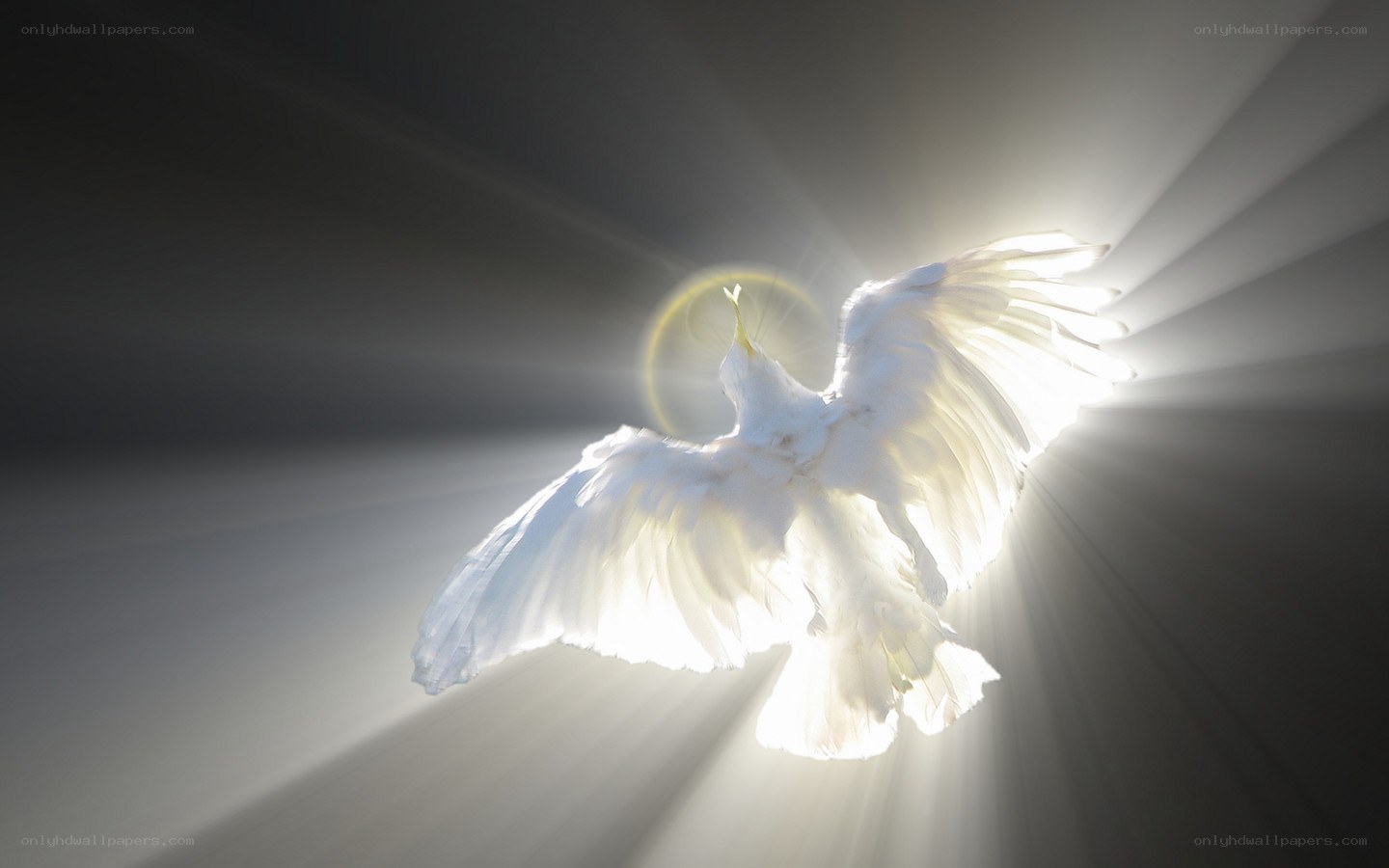 white dove with radiant light