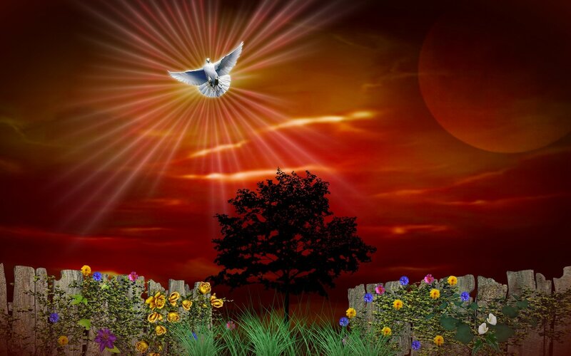 White Dove with Rays