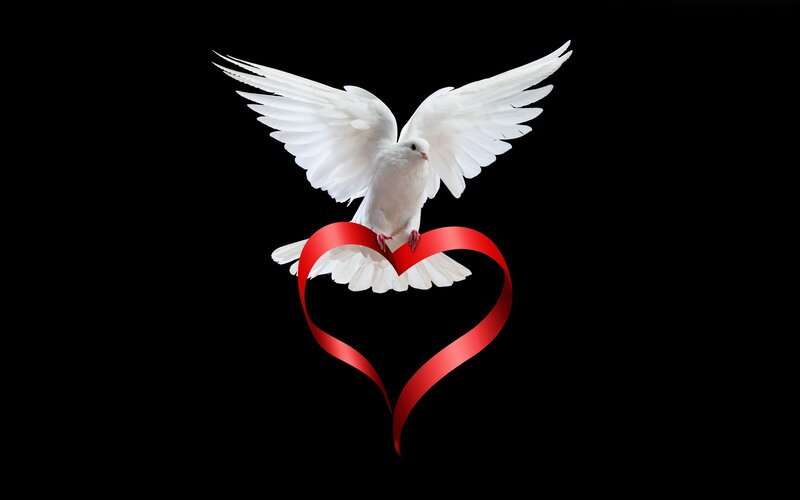 white dove with red heart