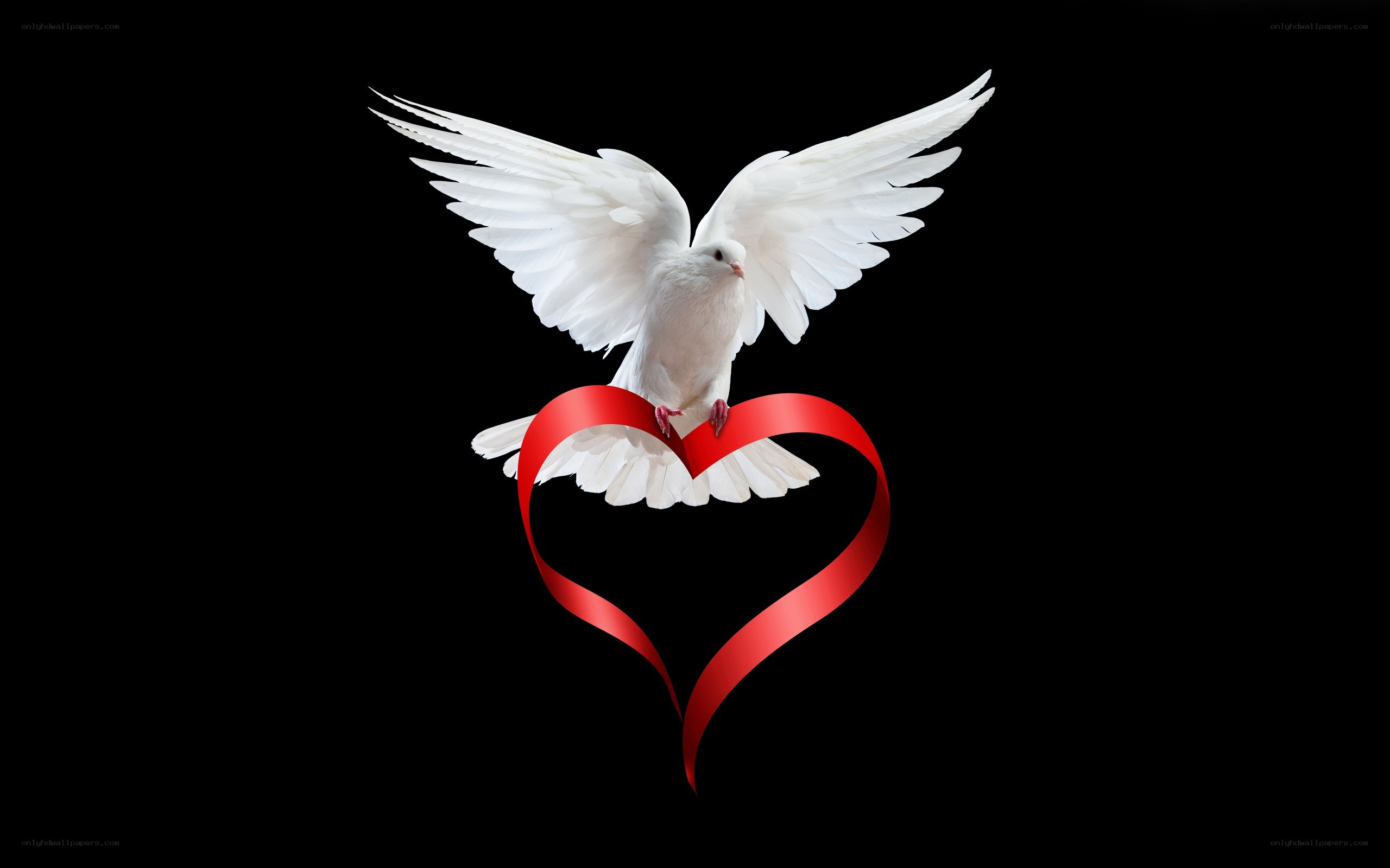 white dove with red heart