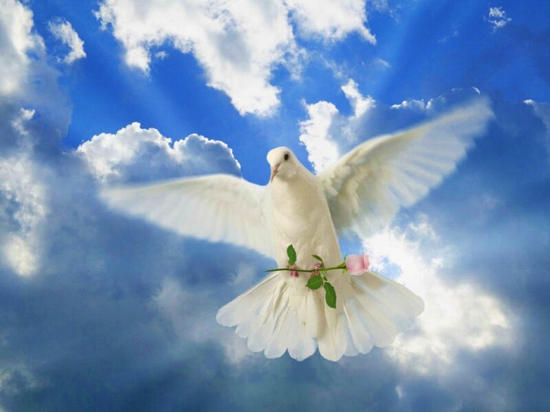 White Dove with Rose — Blue, Serene