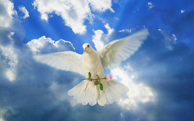 White Dove with Rose — Blue