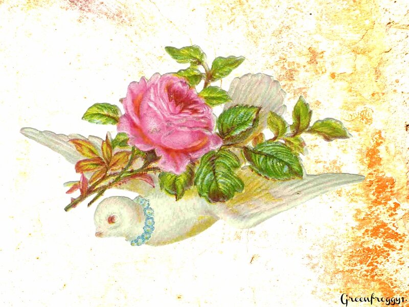 White Dove with Rose — Pink