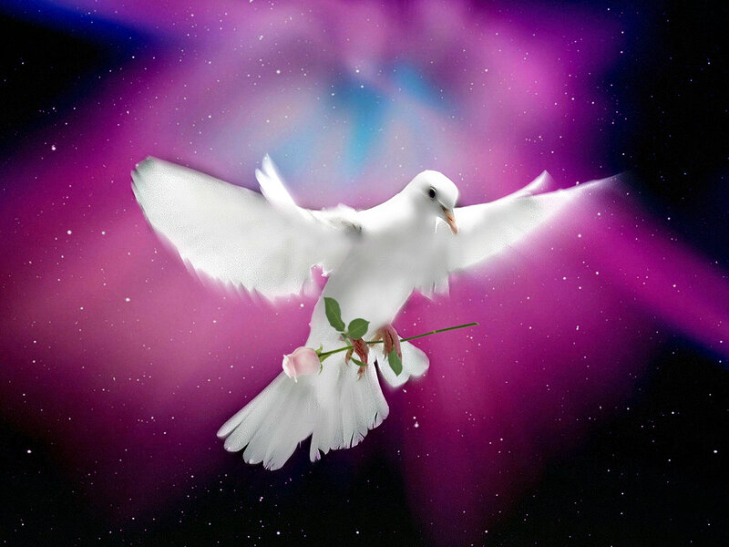 White Dove with Rose — Purple