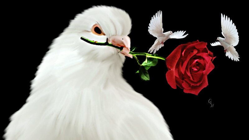 White Dove with Rose — Serene, Digital Art