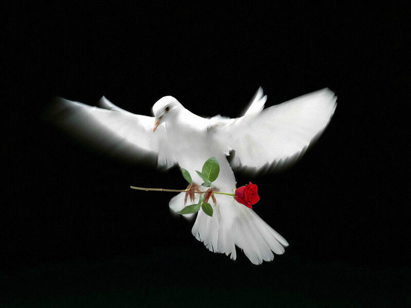 White Dove with Rose — Serene, Photograph